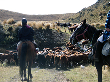 New Zealand-South Island-Southland High Country Station Ride